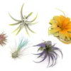 5 Assorted Colorful Air Plants Variety Pack - Color Enhanced Tillandsias
