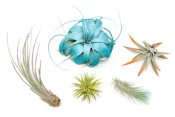 Air plant supply co. -Air plant supply co. Enhanced Colored Tillandsia Air Plant Variety Pack 13 79e6eee4 5df6 4792 afac 330bbc102912 scaled