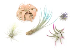 5 Assorted Colorful Air Plants Variety Pack - Color Enhanced Tillandsias -Air plant supply co. Enhanced Colored Tillandsia Air Plant Variety Pack 15 c3e4536e 1bae 4fe4 b488 311d164487e2 scaled