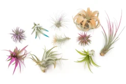 10 Assorted Colorful Air Plants Variety Pack - Color Enhanced Tillandsias -Air plant supply co. Enhanced Colored Tillandsia Air Plant Variety Pack 16 scaled