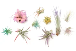 10 Assorted Colorful Air Plants Variety Pack - Color Enhanced Tillandsias -Air plant supply co. Enhanced Colored Tillandsia Air Plant Variety Pack 19 scaled