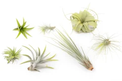 Bright Green Enhanced Tillandsia Air Plants - Colorful Air Plants