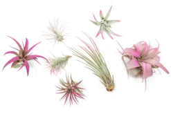Fuchsia Enhanced Tillandsia Air Plants - Colorful Air Plants