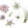Lavender Enhanced Tillandsia Air Plants - Colorful Air Plants
