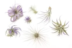 Purple Enhanced Tillandsia Air Plants - Colorful Air Plants