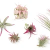 Raspberry Pink Enhanced Tillandsia Air Plants - Colorful Air Plants