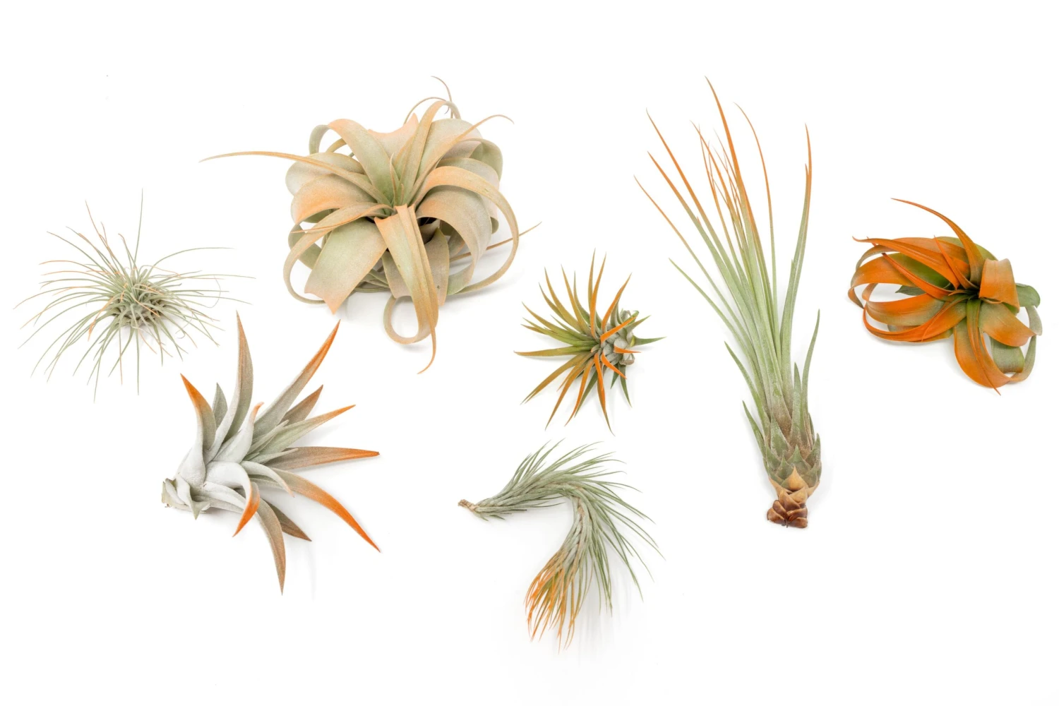 Tangerine Enhanced Tillandsia Air Plants - Colorful Air Plants 1 Tangerine Enhanced Tillandsia Air Plants - Colorful Air Plants