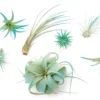 Teal Blue Enhanced Tillandsia Air Plants - Colorful Air Plants