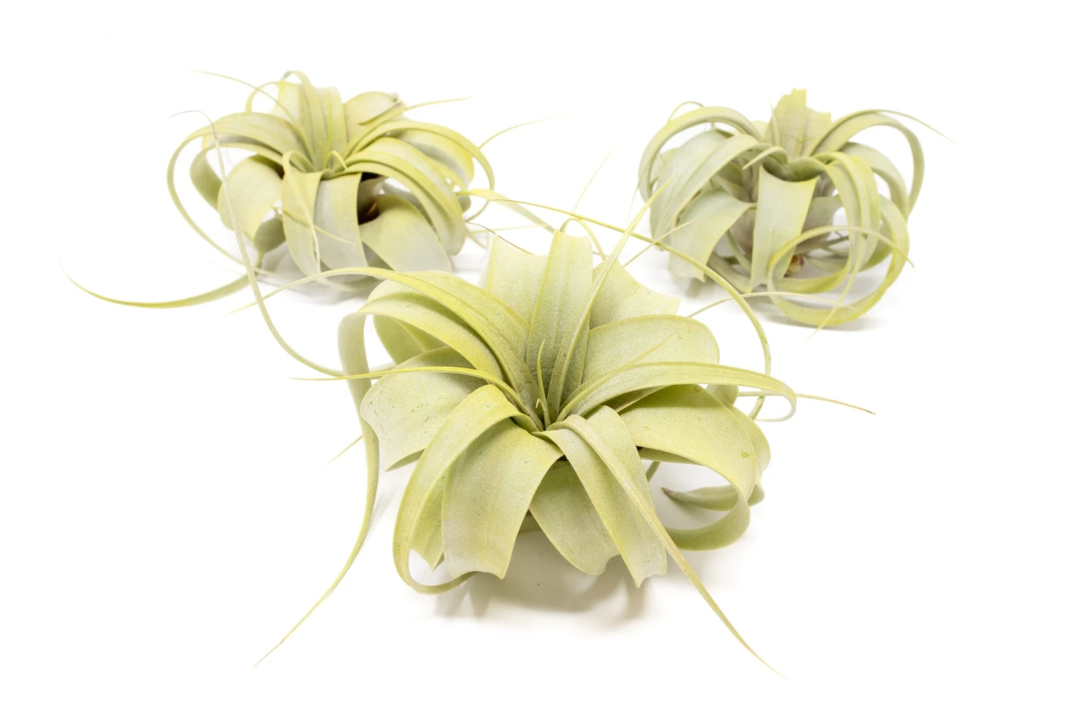 Bright Green Enhanced Tillandsia Air Plants - Colorful Air Plants - Image 3