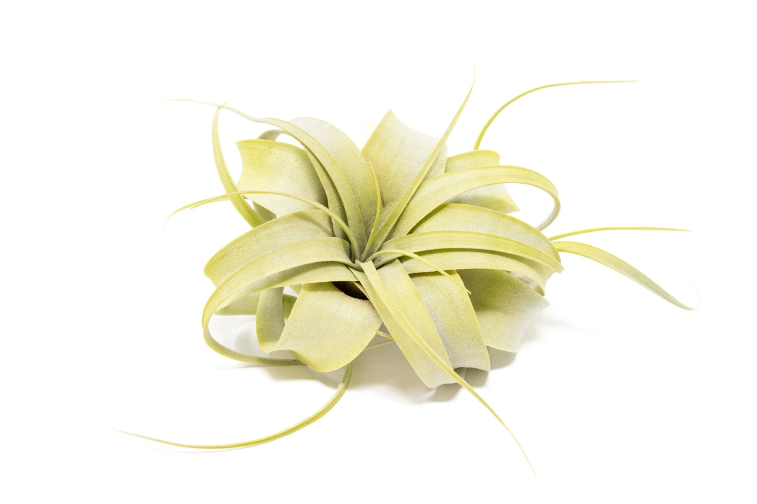 Color Enhanced - Mini Tillandsia Xerographica Air Plants - Image 20
