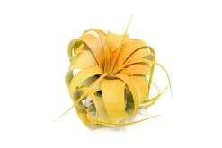 Color Enhanced- Mini Tillandsia Xerographica Air Plants 'Citrus'