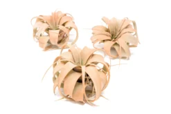 Coral Enhanced Tillandsia Air Plants - Colorful Air Plants 20 Coral Enhanced Tillandsia Air Plants - Colorful Air Plants -Air plant supply co. Enhanced Colored Tillandsia Air Plant Xerographica Coral 1 scaled