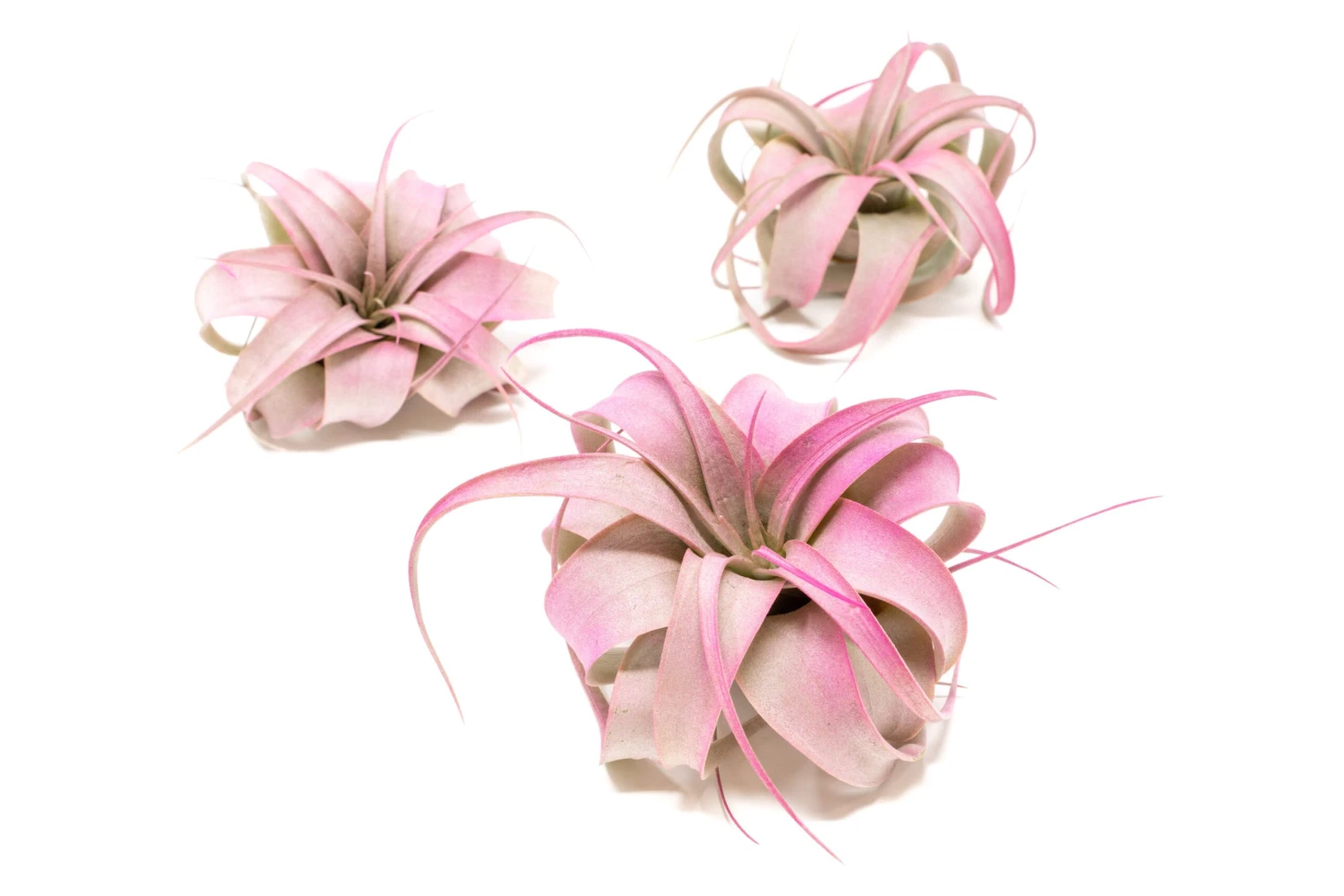 Color Enhanced - Mini Tillandsia Xerographica Air Plants - Image 4