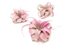 Fuchsia Enhanced Tillandsia Air Plants - Colorful Air Plants 20 Fuchsia Enhanced Tillandsia Air Plants - Colorful Air Plants -Air plant supply co. Enhanced Colored Tillandsia Air Plant Xerographica Fuchsia 1