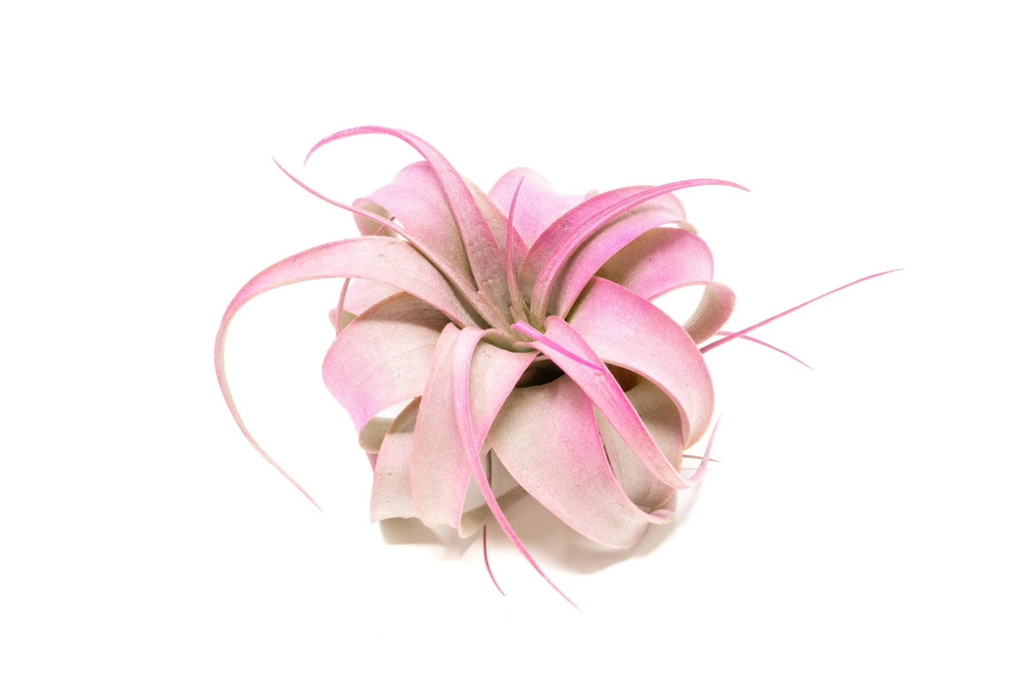 Fuchsia Enhanced Tillandsia Air Plants - Colorful Air Plants 2 Fuchsia Enhanced Tillandsia Air Plants - Colorful Air Plants - Image 2