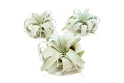 Color Enhanced - Mini Tillandsia Xerographica Air Plants -Air plant supply co. Enhanced Colored Tillandsia Air Plant Xerographica Light Blue 1 1