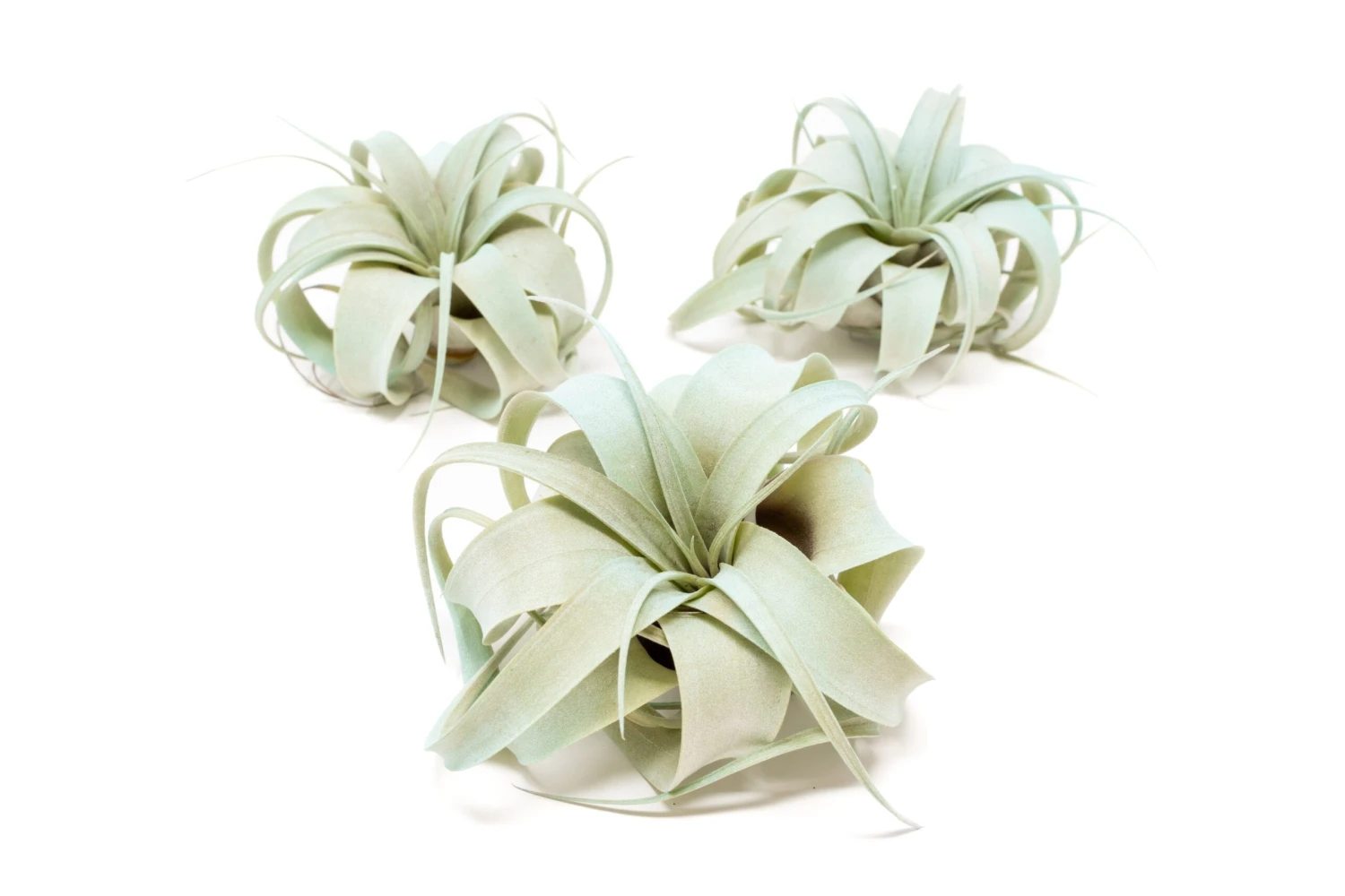 Color Enhanced - Mini Tillandsia Xerographica Air Plants - Image 3