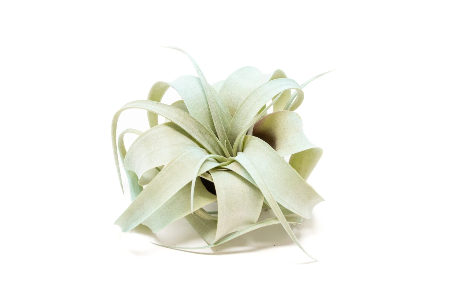 Color Enhanced - Mini Tillandsia Xerographica Air Plants - Image 9