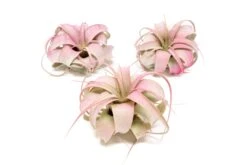 Color Enhanced - Mini Tillandsia Xerographica Air Plants -Air plant supply co. Enhanced Colored Tillandsia Air Plant Xerographica Raspberry Pink 1 1