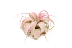 Color Enhanced - Mini Tillandsia Xerographica Air Plants -Air plant supply co. Enhanced Colored Tillandsia Air Plant Xerographica Raspberry Pink 2 1