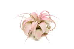 Raspberry Pink Enhanced Tillandsia Xerographica Air Plant - Single