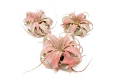 Color Enhanced - Mini Tillandsia Xerographica Air Plants -Air plant supply co. Enhanced Colored Tillandsia Air Plant Xerographica Red 1 1