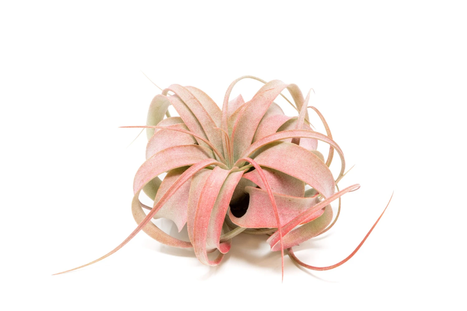 Red Enhanced Tillandsia Air Plants - Colorful Air Plants - Image 2