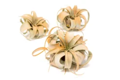 Color Enhanced - Mini Tillandsia Xerographica Air Plants -Air plant supply co. Enhanced Colored Tillandsia Air Plant Xerographica Tangerine 1 1 scaled