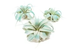 Teal Blue Enhanced Tillandsia Air Plants - Colorful Air Plants -Air plant supply co. Enhanced Colored Tillandsia Air Plant Xerographica Teal Blue 1