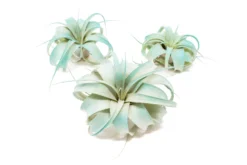 Teal Blue Enhanced Tillandsia Air Plants - Colorful Air Plants -Air plant supply co. Enhanced Colored Tillandsia Air Plant Xerographica Teal Blue 1 scaled