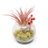 Festive Terrarium With Green Reindeer Moss, Berry Sprig, & Tillandsia Red Abdita Air Plant