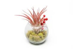 Festive Terrarium With Green Reindeer Moss, Berry Sprig, & Tillandsia Red Abdita Air Plant