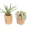 Gift Wrapped Set Of 2 Large Driftwood Containers With Assorted Tillandsia Air Plants