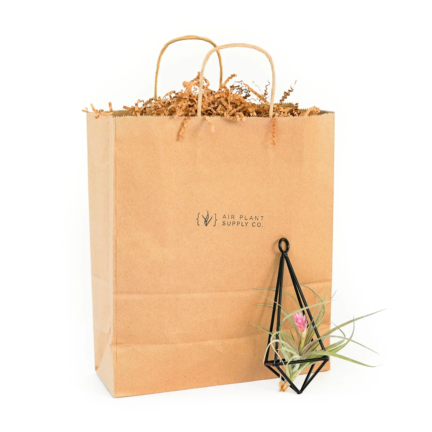 Gift Wrapped Hanging Metal Pendant With Assorted Tillandsia Air Plants 1 Gift Wrapped Hanging Metal Pendant With Assorted Tillandsia Air Plants