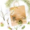 Gift Wrapped Air Plant Grab Bag Of 10 Small & Medium Plants, Tillandsia Fertilizer & Air Plant Mister