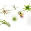 Tillandsia Air Plant Grab Bag Of 6 Plants + 1 Year Air Plant Fertilizer Pack