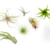 Tillandsia Air Plant Grab Bag Of 6 Plants + 1 Year Air Plant Fertilizer Pack