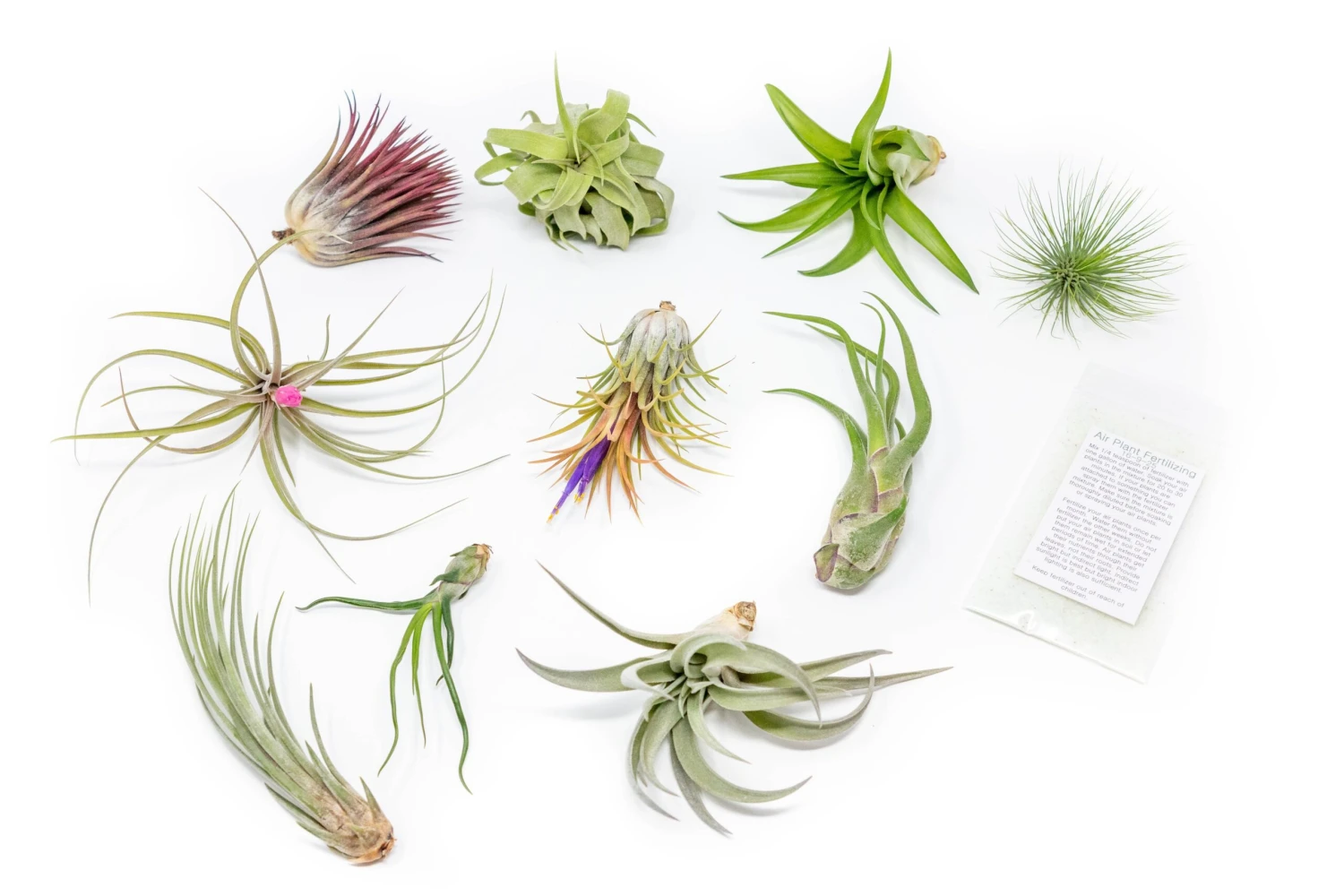 Tillandsia Air Plant Grab Bag Of 10 Plants + 1 Year Air Plant Fertilizer Pack 1 Tillandsia Air Plant Grab Bag Of 10 Plants + 1 Year Air Plant Fertilizer Pack