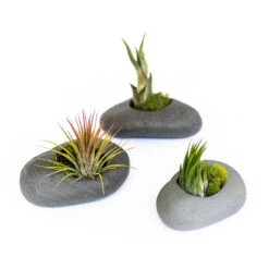 Gray Ceramic Stone Tillandsia Air Plant Holder -Air plant supply co. Gray Ceramic Stone Air Plants 1