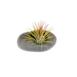 Sets Of 3, 6 Or 9 Gray Ceramic Stone Tillandsia Air Plant Holder -Air plant supply co. Gray Ceramic Stone Air Plants 2 15cc3887 fa44 4d16 a75a a0a413f72096