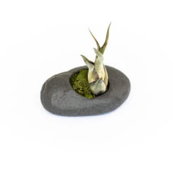 Sets Of 3, 6 Or 9 Gray Ceramic Stone Tillandsia Air Plant Holder -Air plant supply co. Gray Ceramic Stone Air Plants 3 951ab2ea c112 4c3e bcdc 286bd92e04c2
