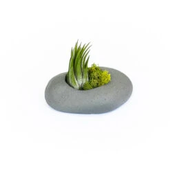Sets Of 3, 6 Or 9 Gray Ceramic Stone Tillandsia Air Plant Holder -Air plant supply co. Gray Ceramic Stone Air Plants 4