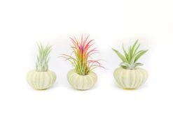 Green Urchin With Tillandsia Air Plant -Air plant supply co. Green Urchins 4 scaled