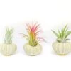 Green Urchins With Tillandsia Air Plants - Set Of 3, 6 Or 9