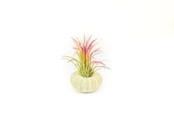 Collection Of 3 Unique Urchins With Tillandsia Air Plants -Air plant supply co. Green Urchins 6 17364d6a 09fe 4375 9c9d 7ccdf045b9d6 scaled