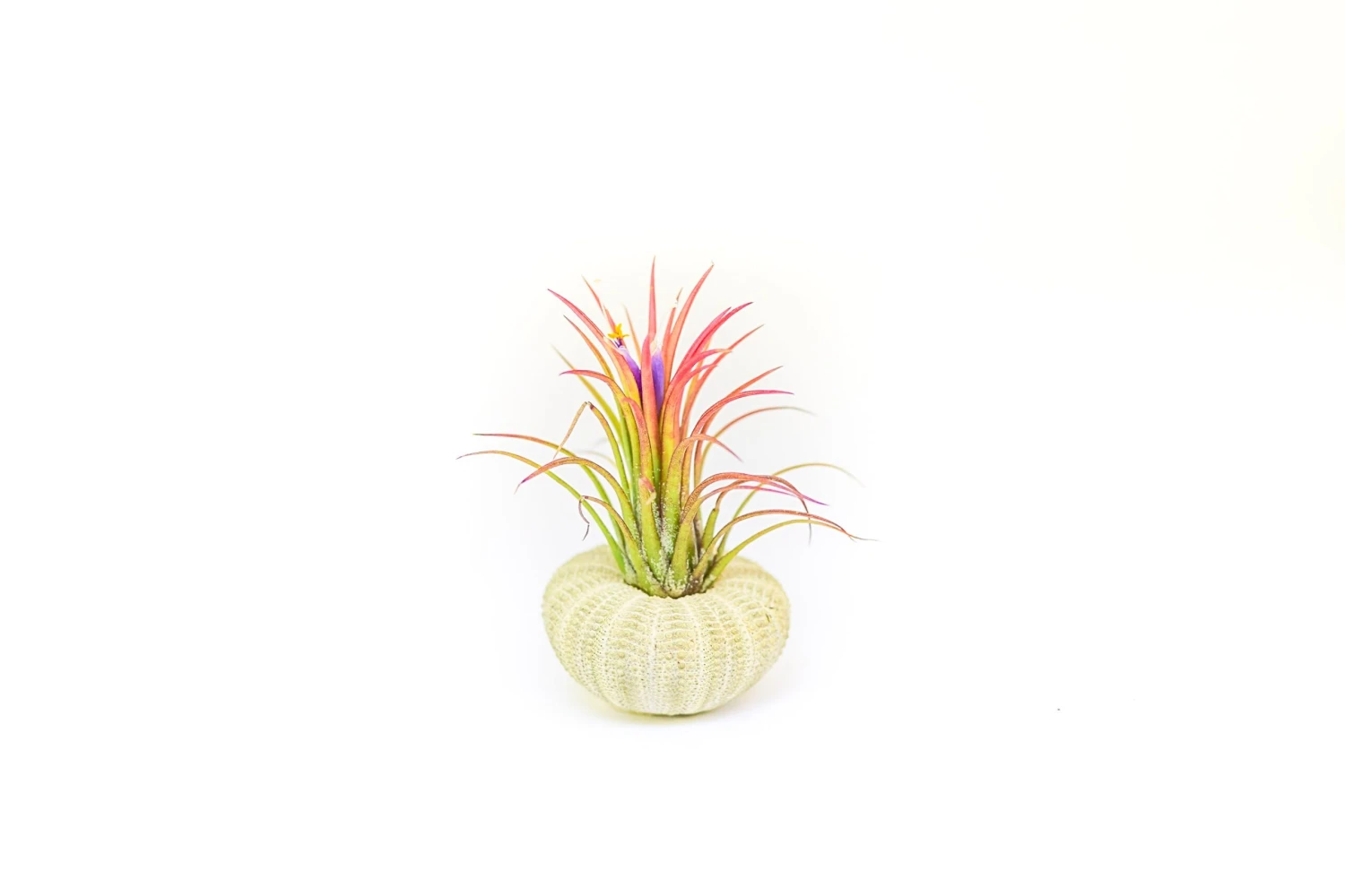 Green Urchins With Tillandsia Air Plants - Set Of 1, 3 Or 5 4 Green Urchins With Tillandsia Air Plants - Set Of 1, 3 Or 5 - Image 4
