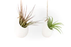 Large Ivory Ceramic Vase With Tillandsia Sparkler Air Plant -Air plant supply co. Hanging Ivory Ceramic Container Plants 1 e3521e96 4c75 4e11 80ec d7e61442c1d4