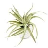 Gift Wrapped Large Ivory Ceramic Vase With Assorted Tillandsia Air Plant