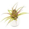 Large Ivory Ceramic Vase With Tillandsia Sparkler Air Plant