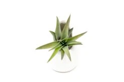 Small Ivory Ceramic Hanging Planter With Flat Bottom -Air plant supply co. Hanging Ivory Ceramic Containers 17 scaled